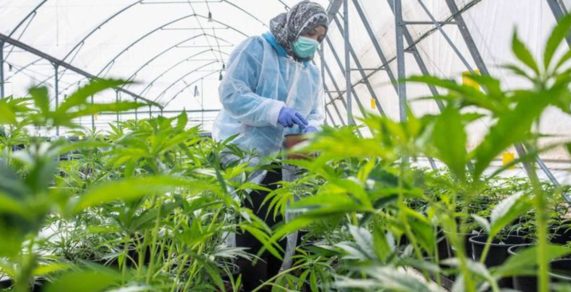 Invernaderos para Cultivo de Cannabis