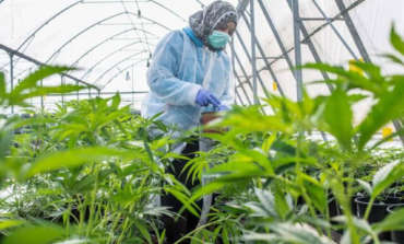 Invernaderos para Cultivo de Cannabis