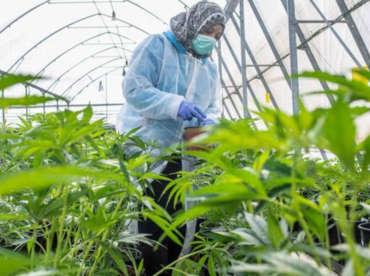 Invernaderos para Cultivo de Cannabis